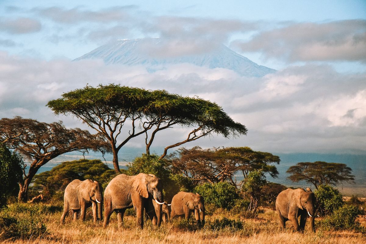 Luxury Safari Honeymoon Guide (2026): Destinations, Costs & How to Plan